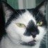 meatless's Avatar